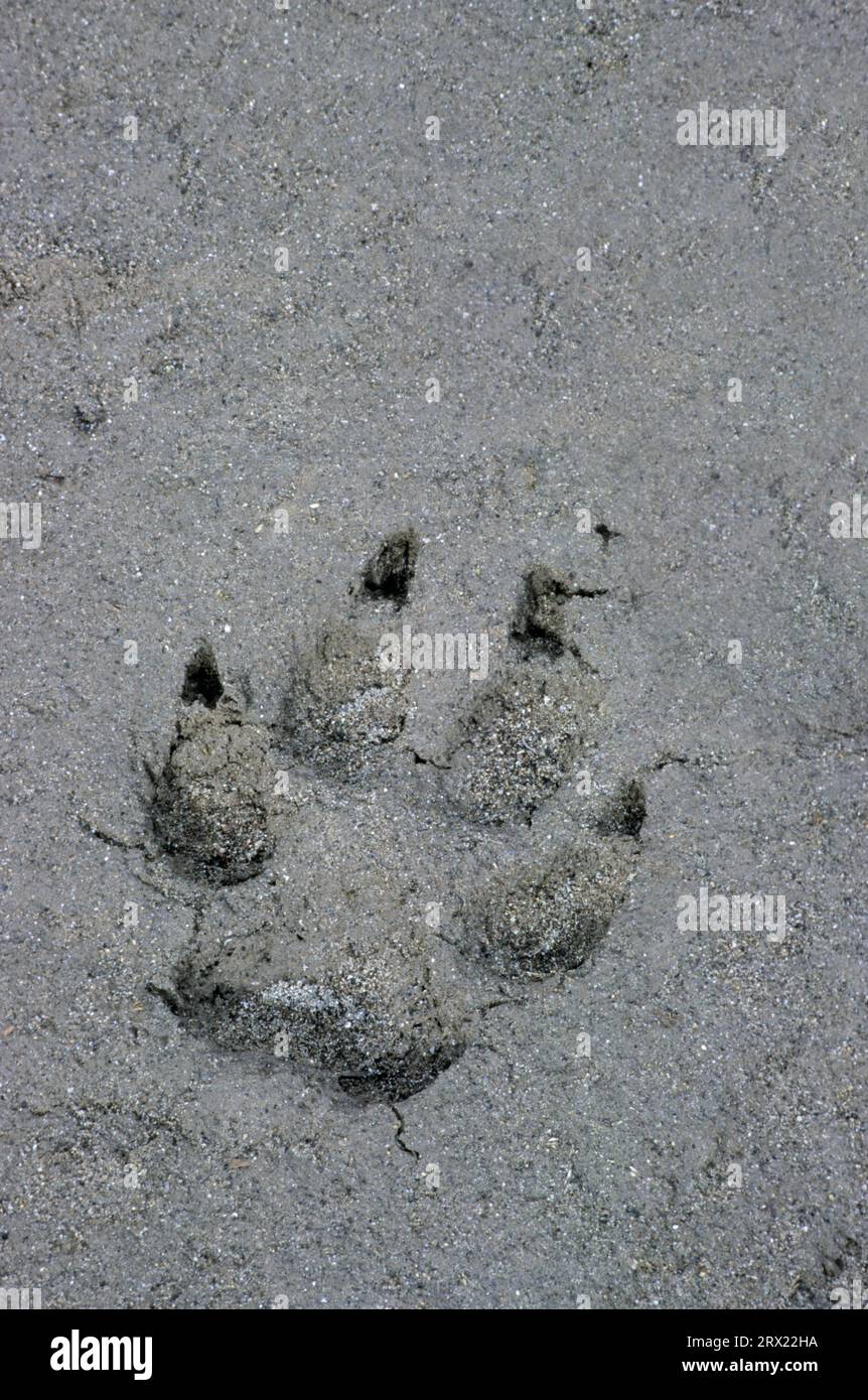Gray wolf (Canis lupus) at the Rocky River in Jasper-National Park