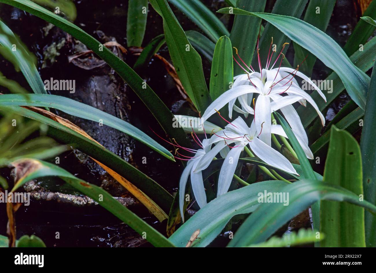 Hook lilies are represented worldwide with many species in the tropics and subtropics, Florida swamp lily grows in small groups in still water Stock Photo
