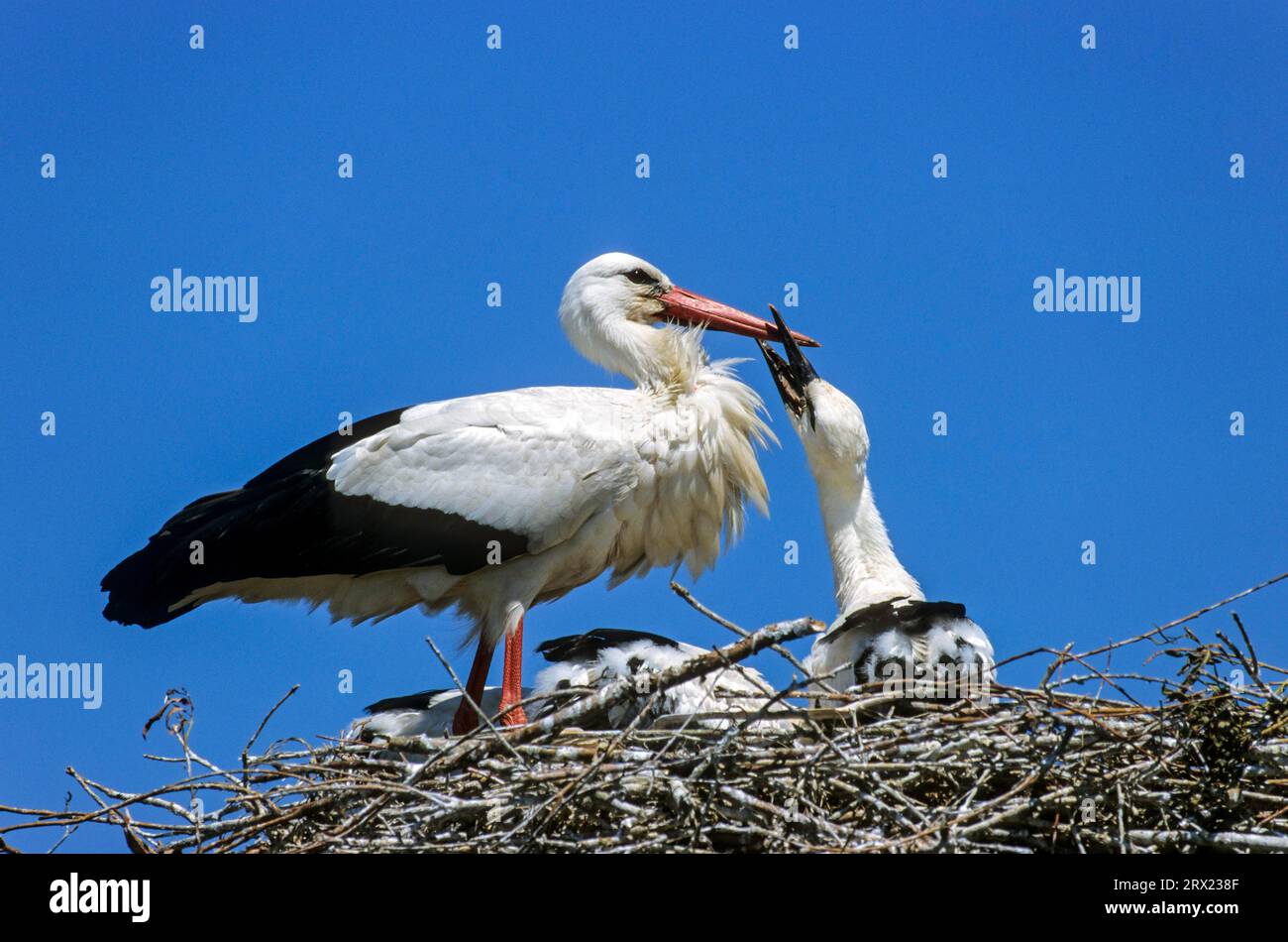 White Stork (Ciconia ciconia) adult bird feeds a young bird, White Stork adult bird feeds a young bird Stock Photo