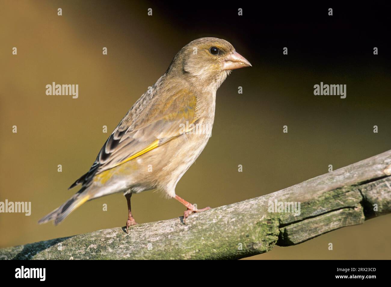 European greenfinch (Carduelis chloris) female adult sits on a branch (European Greenfinch) (Eurasian Greenfinch) Stock Photo