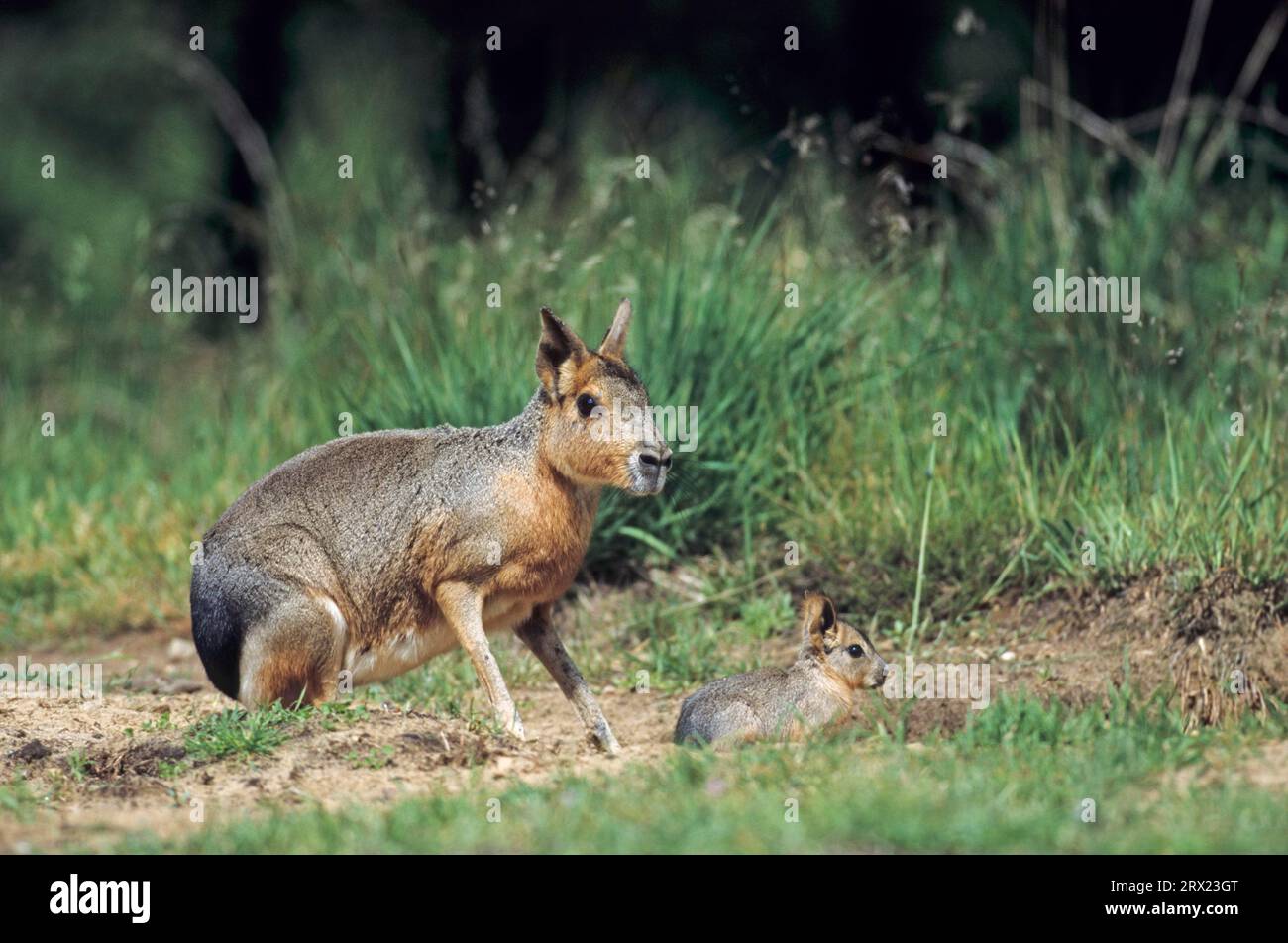 Pampas rabbit hi-res stock photography and images - Alamy