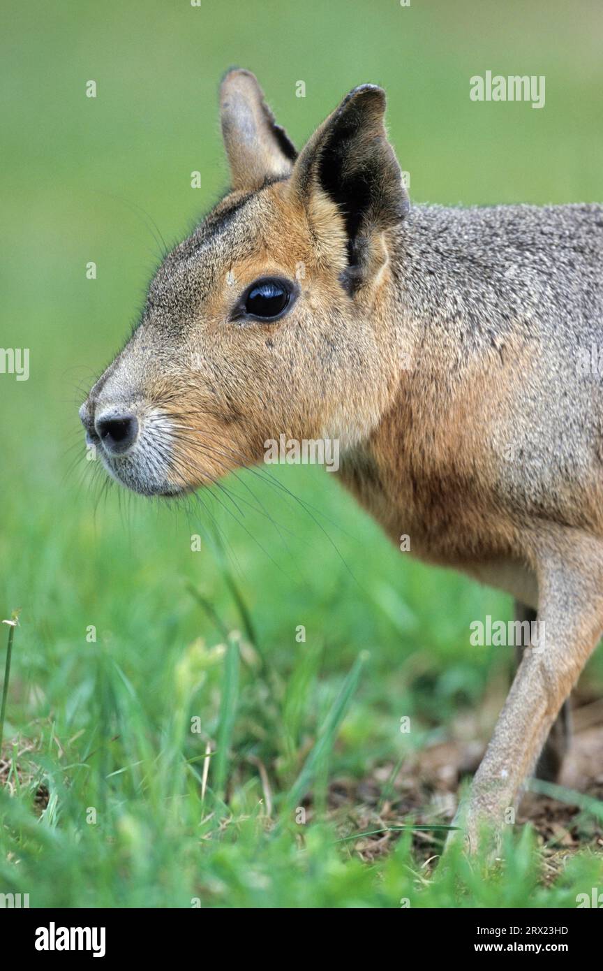 Large Mara (Dolichotis patagonum) grazing in a meadow (Large Pampas Hare) (Mara), Dillaby foraging in a meadow (Patagonian Mara) (Patagonian Hare) Stock Photo