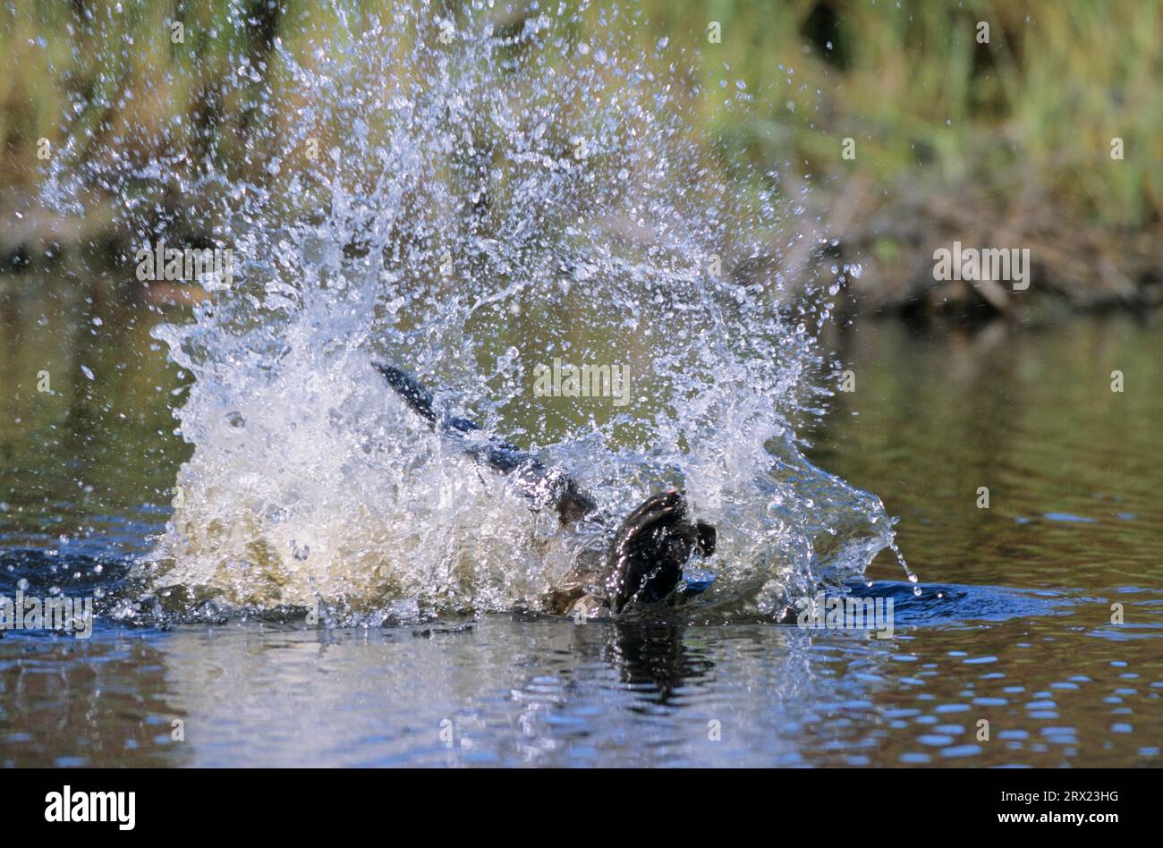 North american beaver (Castor canadensis) warns of danger by slapping ...