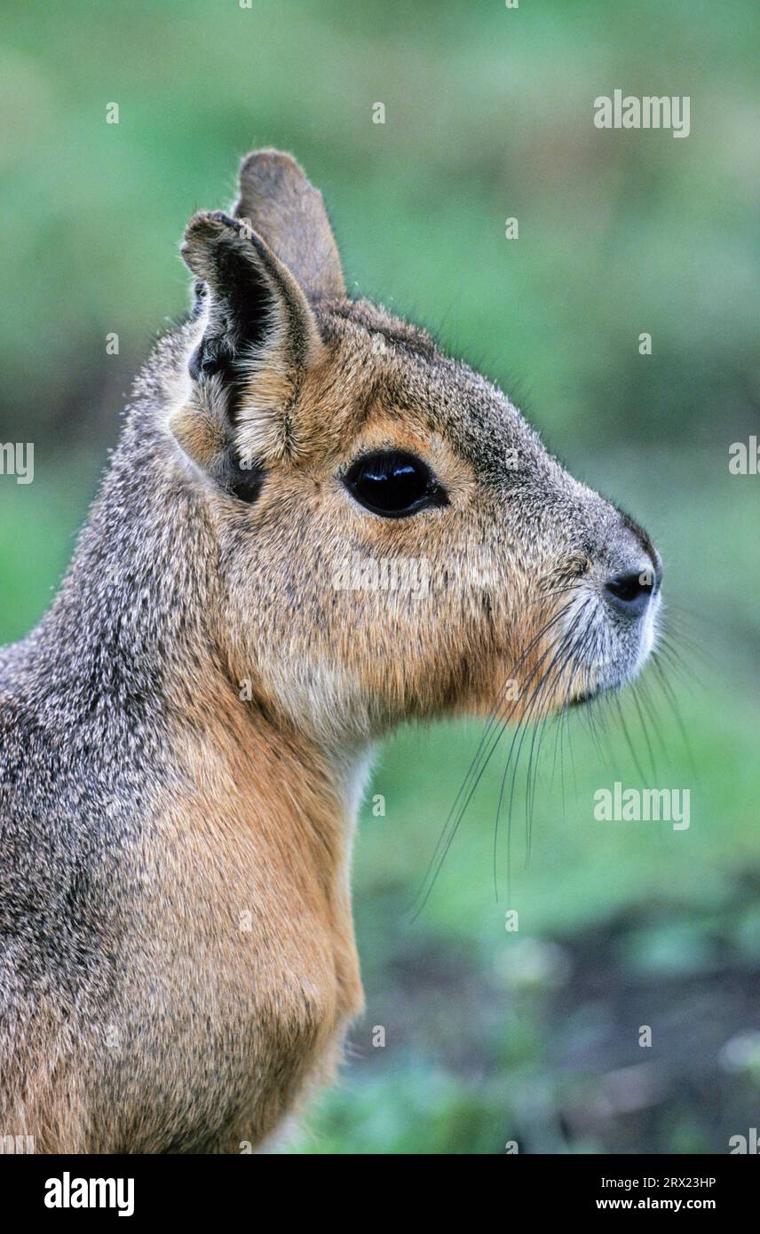 Great Mara (Dolichotis patagonum) sitting in a meadow (Great Pampas Hare) (Mara), Dillaby sitting in a meadow (Patagonian Mara) (Patagonian Hare) Stock Photo