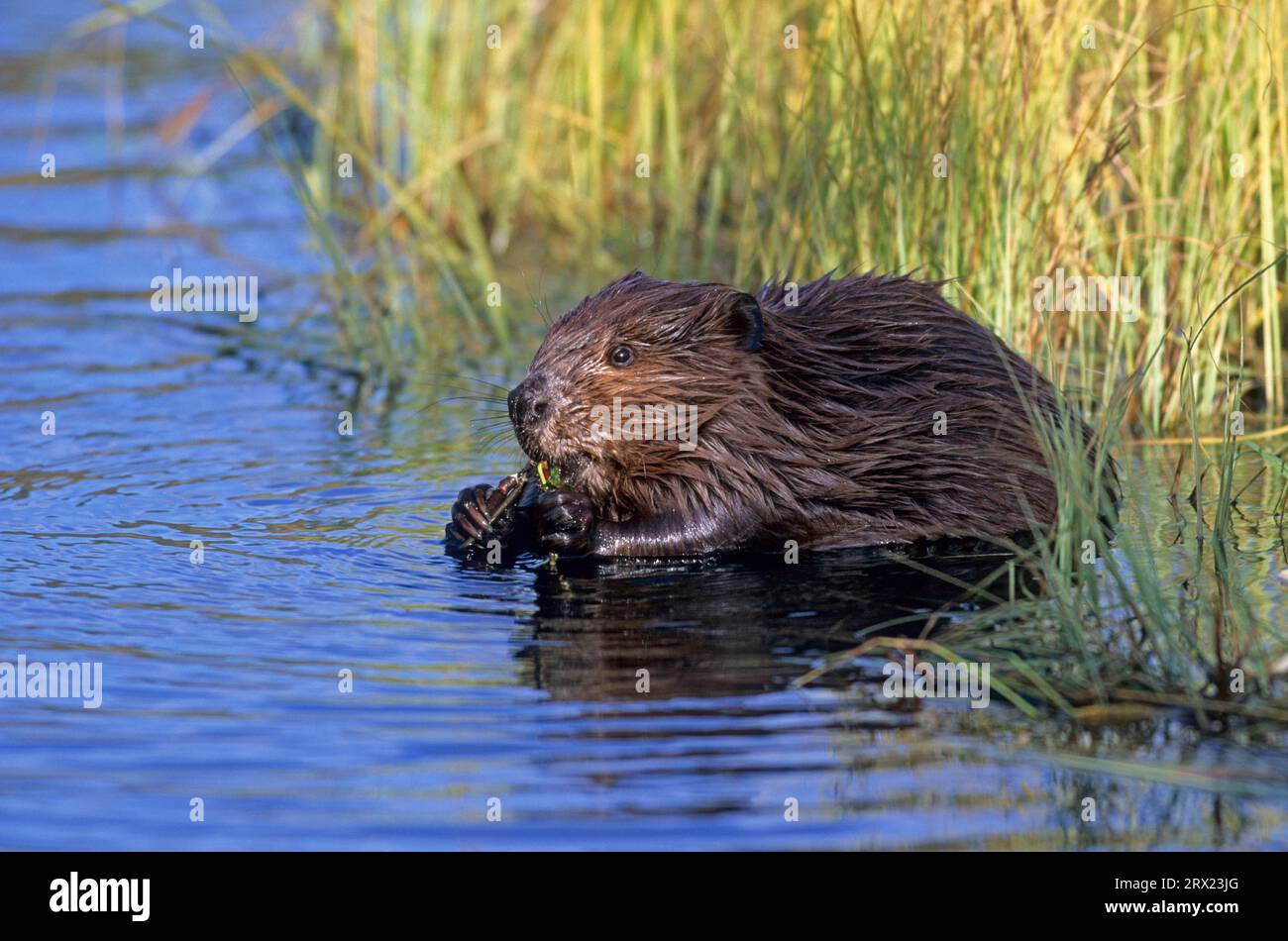 Young north american beaver (Castor canadensis) eating willow branches