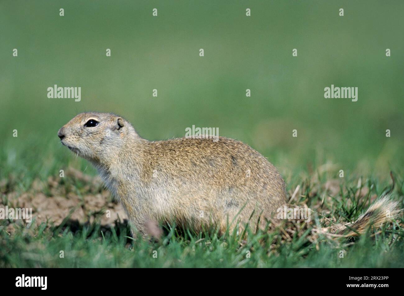 Richardson's ground squirrel (Urocitellus richardsonii) (Spermophilus ...