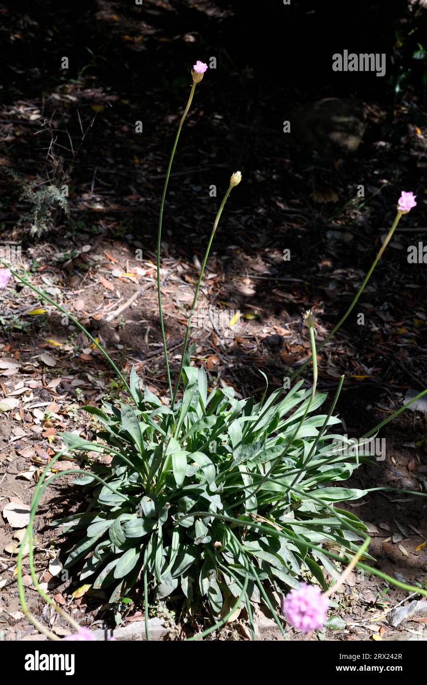 Armeria gaditana is a perennial herb endemic to southwestern Iberian Peninsula, from Cádiz (Spain) to Algarve (Portugal). This photo was taken in Cádi Stock Photo