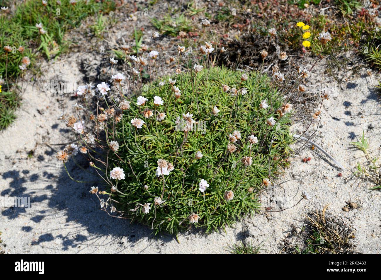 Sea thrift (Armeria pubigera or Armeria maritima) is an evergreen plant native to coastal areas to Northern Hemisphere. This photo was taken in Punta Stock Photo