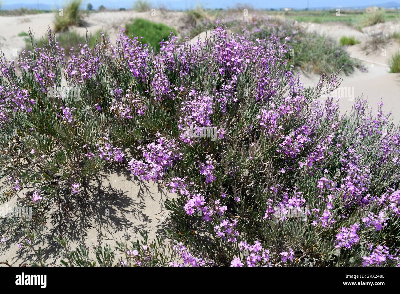 Salado (Limoniastrum monopetalum) is an halophyte evergreen shrub native to south Iberian Peninsula, Delta del Ebro; south Sardinia, south Sicily, Cal Stock Photo