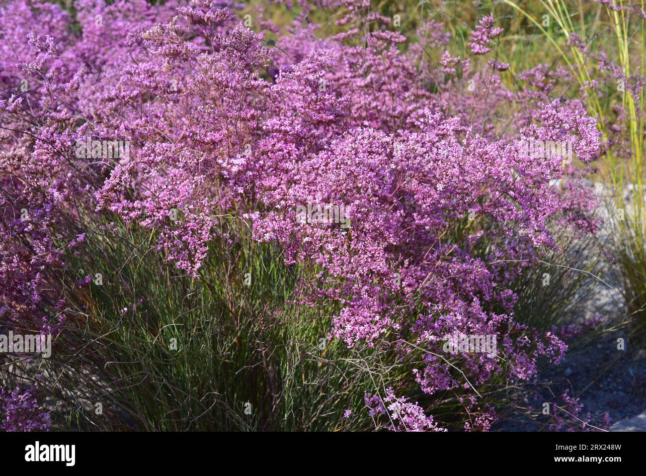 Siempreviva de saladar (Limonium caesium) is an halophyte perennial plant endemic to southeastern Spain. Stock Photo