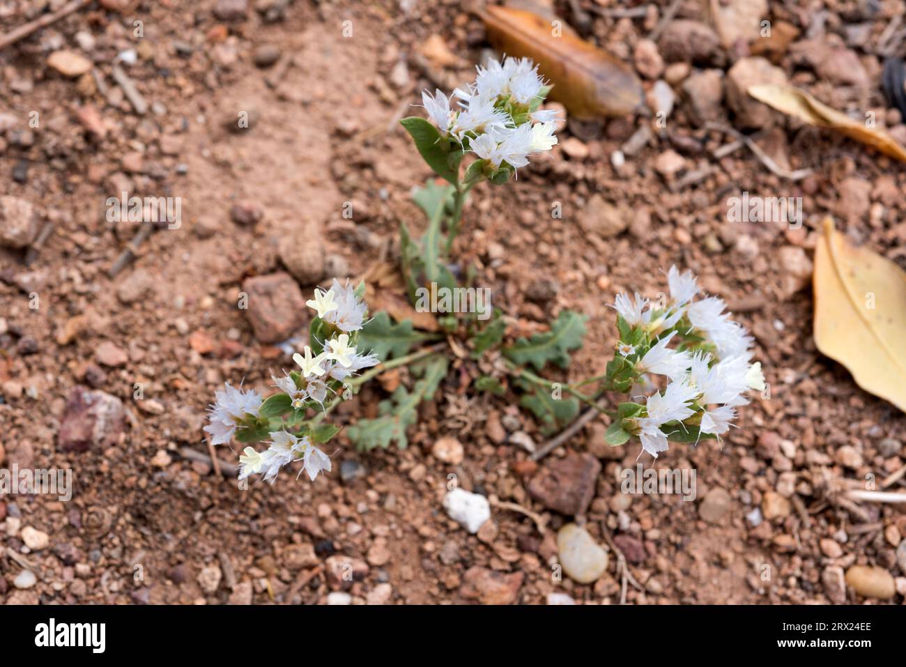Saladilla (Limonium lobatum) is a perennial plant endemic to southeast Spain. This photo was taken in Cabo de Gata, Almería, Andalusia, Spain. Stock Photo