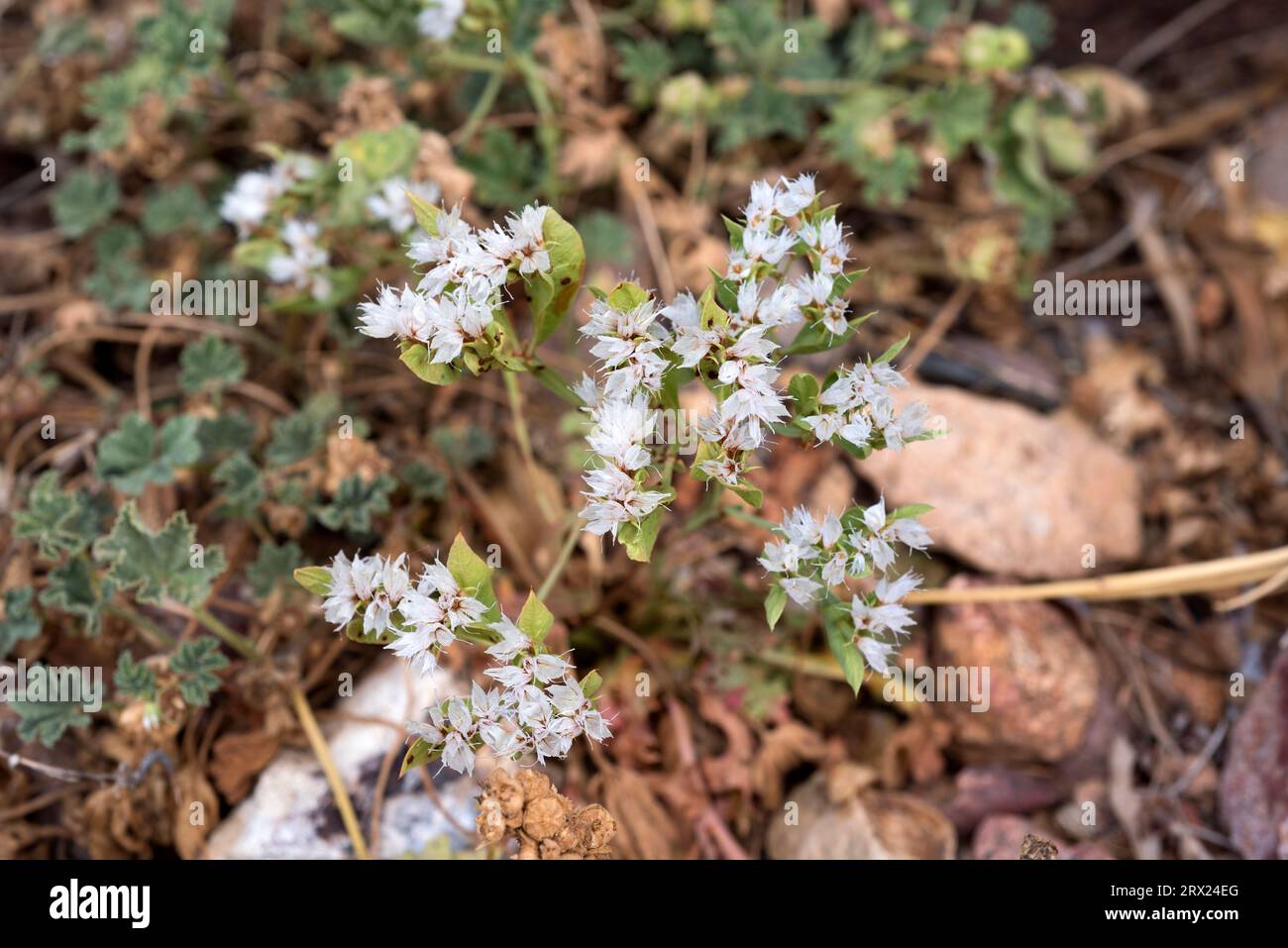 Saladilla (Limonium lobatum) is a perennial plant endemic to southeast Spain. This photo was taken in Cabo de Gata, Almería, Andalusia, Spain. Stock Photo