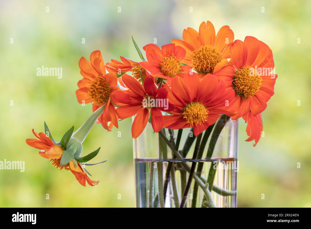 A water glass filled with the cut flowers of Mexican sunflower, Tithonia rotundifolia. Stock Photo