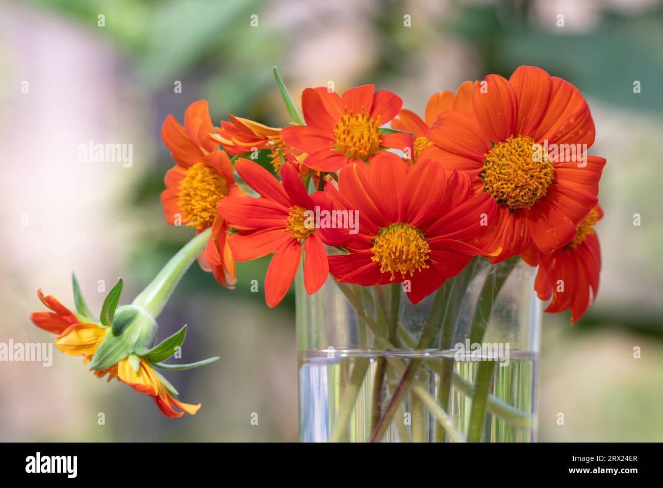 The bright orange cut flowers of Mexican sunflowers, Tithonia