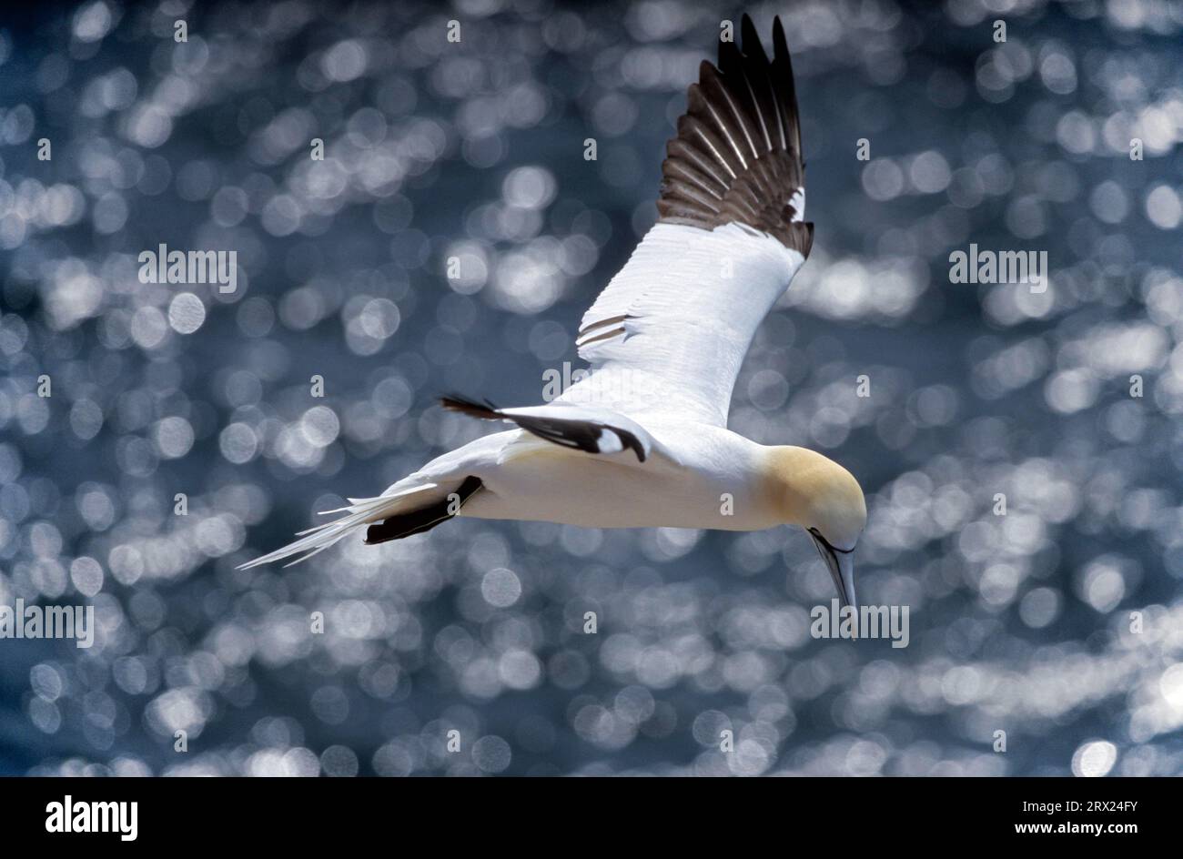 Northern Gannet (Morus bassanus) in gliding flight at the Red Rock of  Heligoland (Solan Goose) (Solan Bird Stock Photo - Alamy