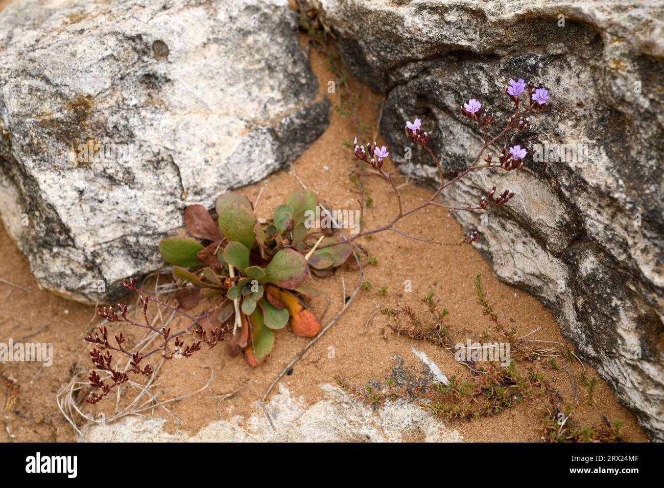 Limonium plurisquamatum is a perennial plant endemic to central coast of Portugal. This photo was taken in Cabo Carvoeiro, Peniche, Portugal. Stock Photo