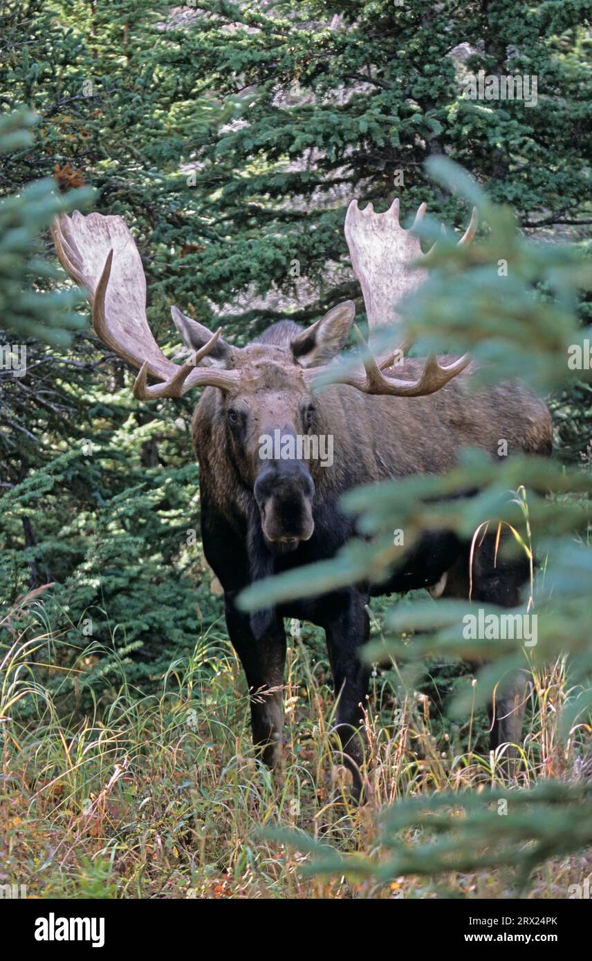 Elk in the taiga (Alaskan Moose), Bull Moose (Alces alces) in the taiga ...