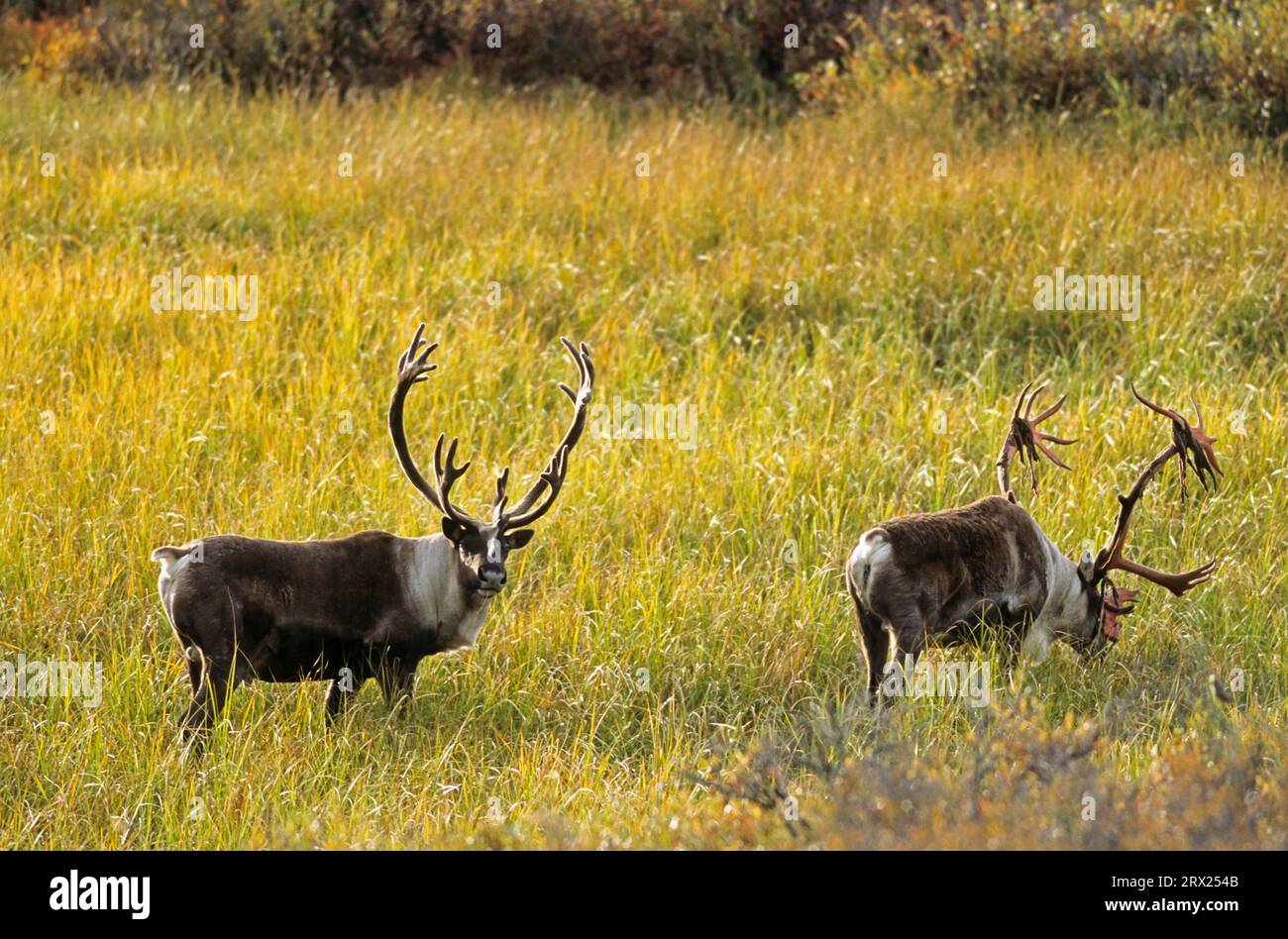 Reindeer (Rangifer tarandus) in the autumnally tundra (Alaskan Caribou ...