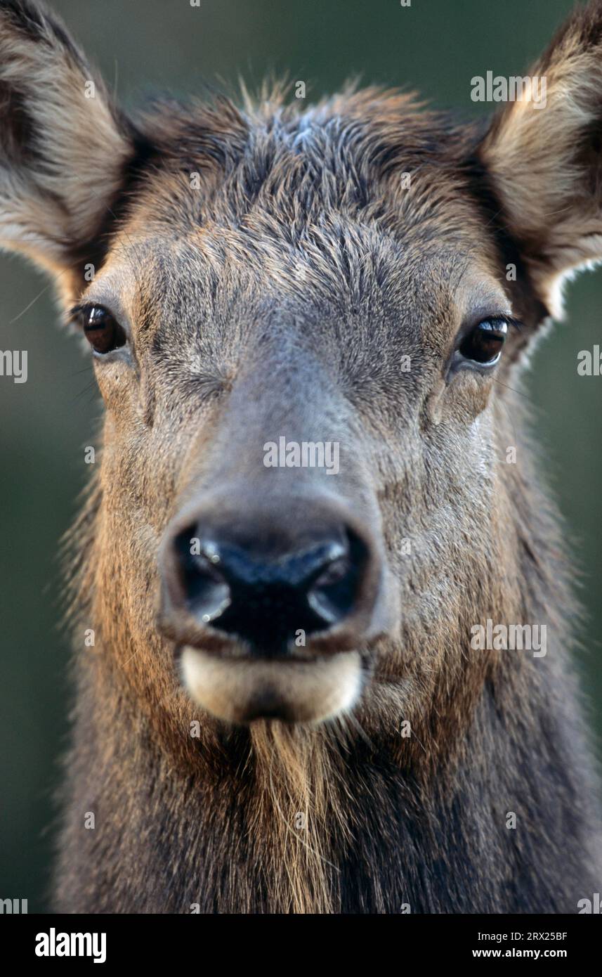 Portrait of a Cow Elk (Wapiti (Cervus canadensis) deer), Cow Elk in