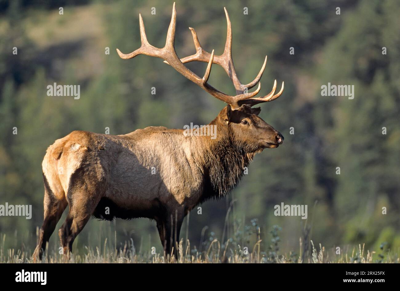 American elk (Cervus canadensis) in the rutting season (Wapiti deer ...