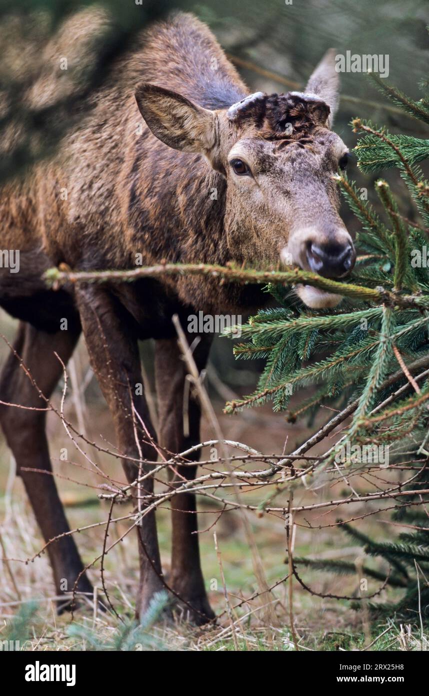 Lost and found red hot sale deer