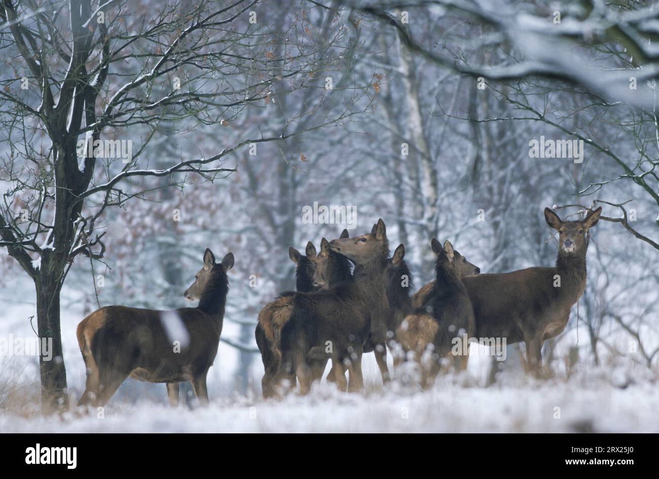 Red deer hinds and calves in winter at a forest edge, Red deer hinds and calves in winter at a forest edge Stock Photo