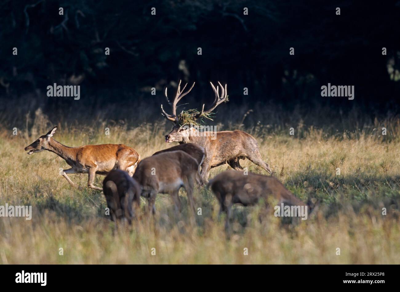 Red deer (Cervus elaphus) drives red deer and tests the receptiveness