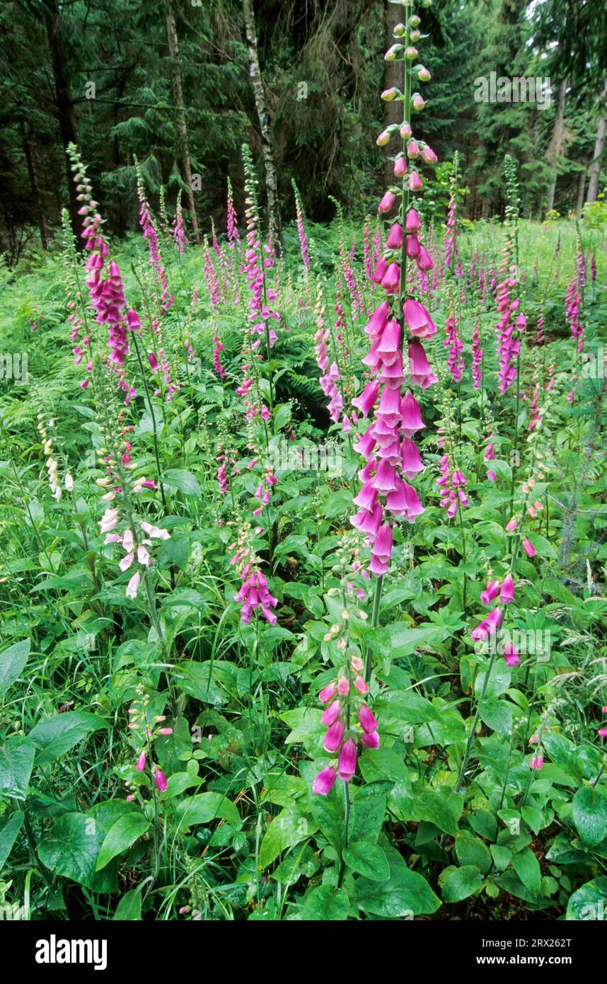 Common foxglove (Digitalis purpurea) all parts of the plant are highly toxic  and eating just a few leaves can be fatal, Foxglove the plant are well  Stock Photo - Alamy