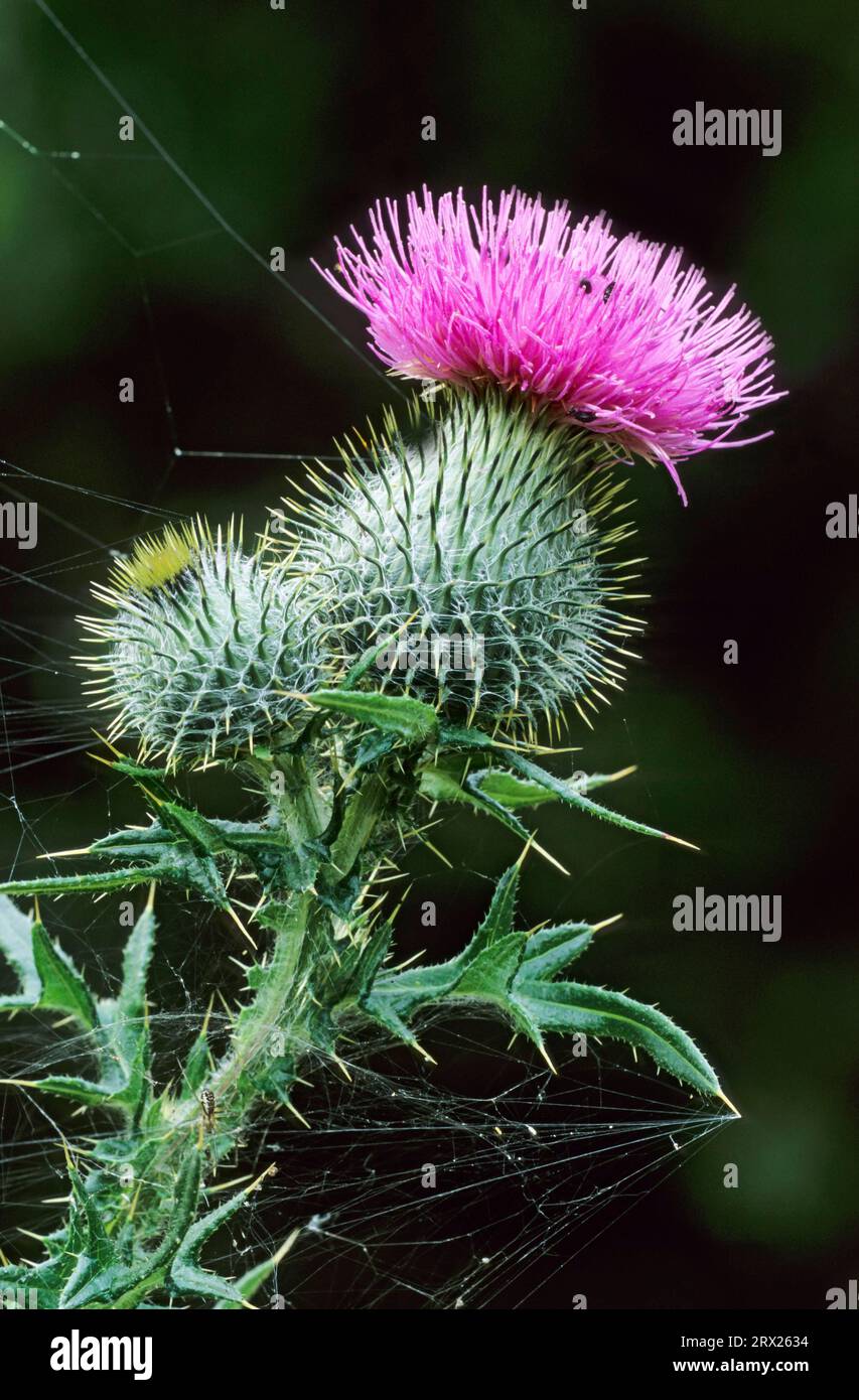 Spear thistle (Cirsium vulgare) is the national flower of Scotland