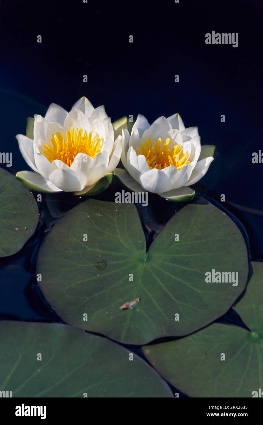 Dwarf water lily (Nymphaea) grows in the floating leaf zone of the