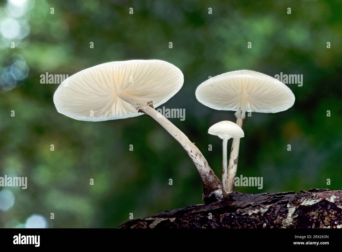 Porcelain fungus (Oudemansiella mucida) likes to grow cespitose at branches and trunks from the European Beech (Slimy Beech Fungus) Stock Photo