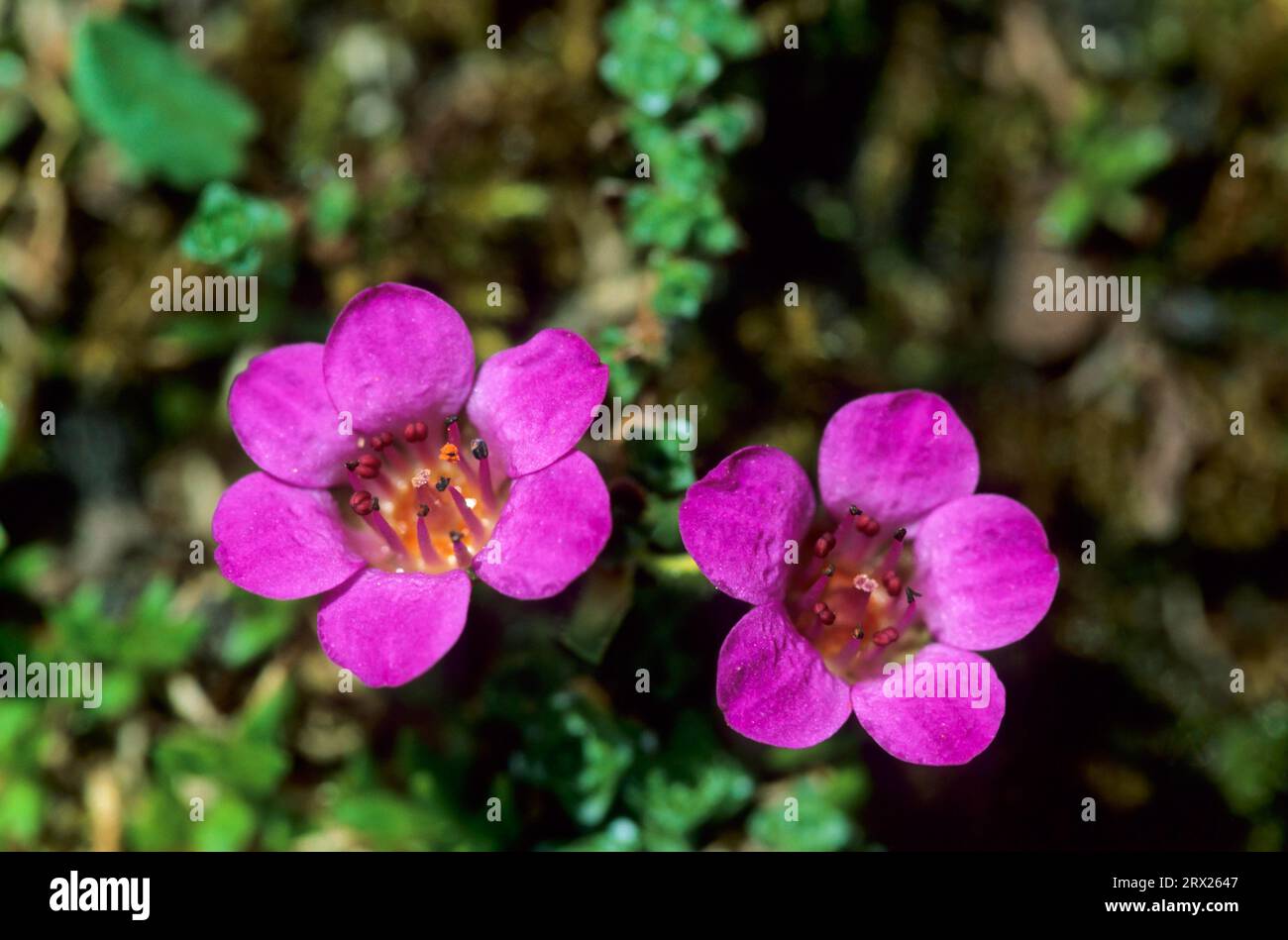 Purple saxifrage (Saxifraga oppositifolia) is one of the most northerly growing flowering plants in the world (Counter-leaved Saxifrage), Purple Stock Photo