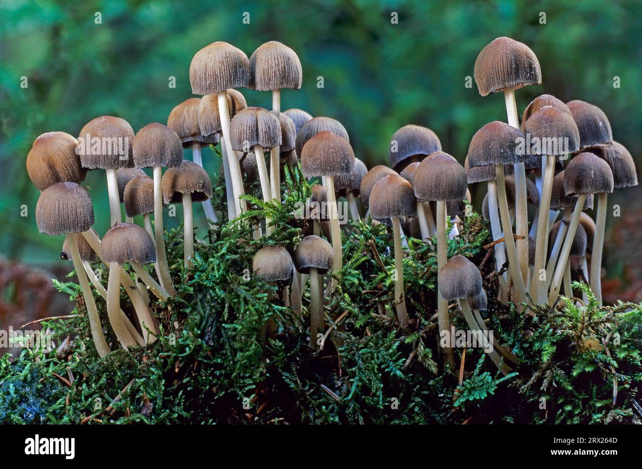 Glistening Inkcap (Coprinus micaceus) is a not recognised edible mushroom although its toxicity is not attested (Shiny Cap) (Glistening Inkcap) Stock Photo