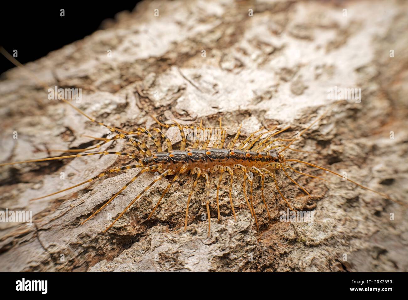 Common house centipede hi-res stock photography and images - Alamy