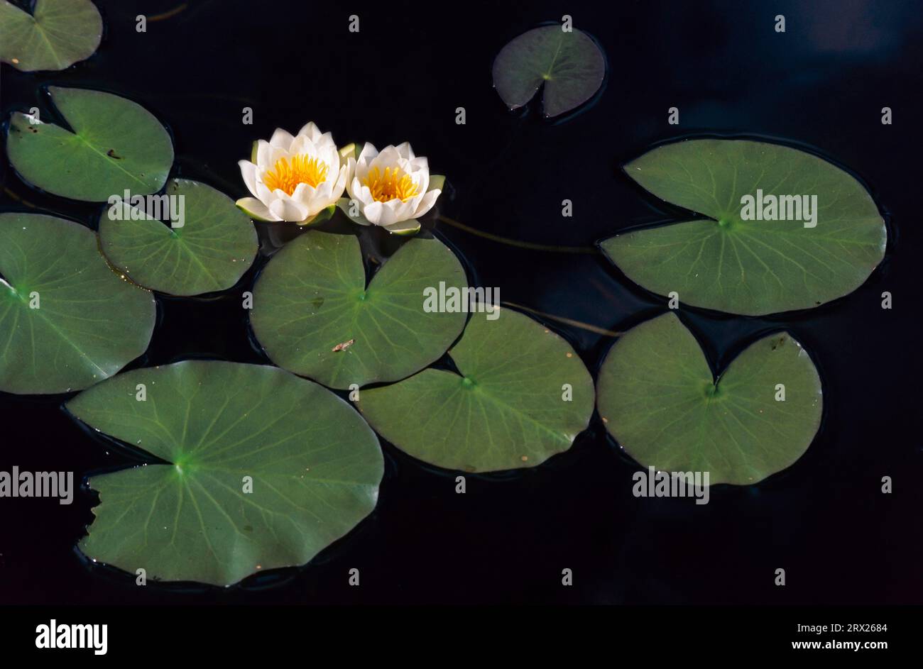 Dwarf water lily (Nymphaea) grows in the floating leaf zone of the