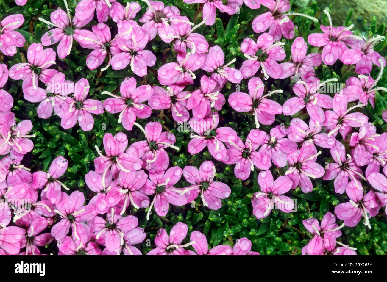 Moss campion (Silene acaulis) penetrates up to 130cm into the rock with its roots (Cushion Pink), Moss Campion the oldest known is 350 years old and Stock Photo