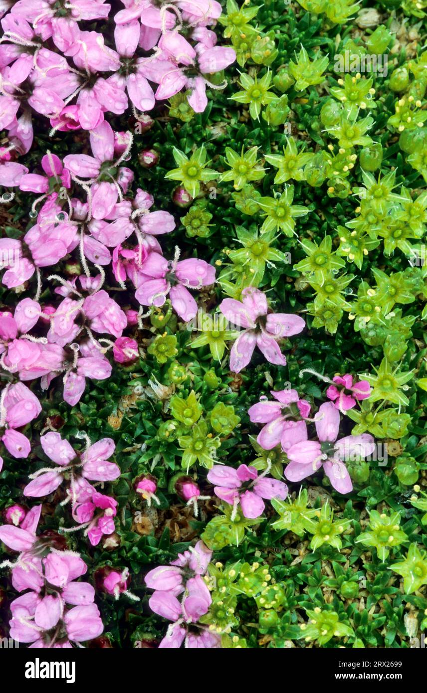 Cushion Pink and Mossy Cyphel in the Austrian Alps (Minuartia sedoides), Cushion Pink and Mossy Cyphel in the Austrian Alps, Minuartia sedoides Stock Photo