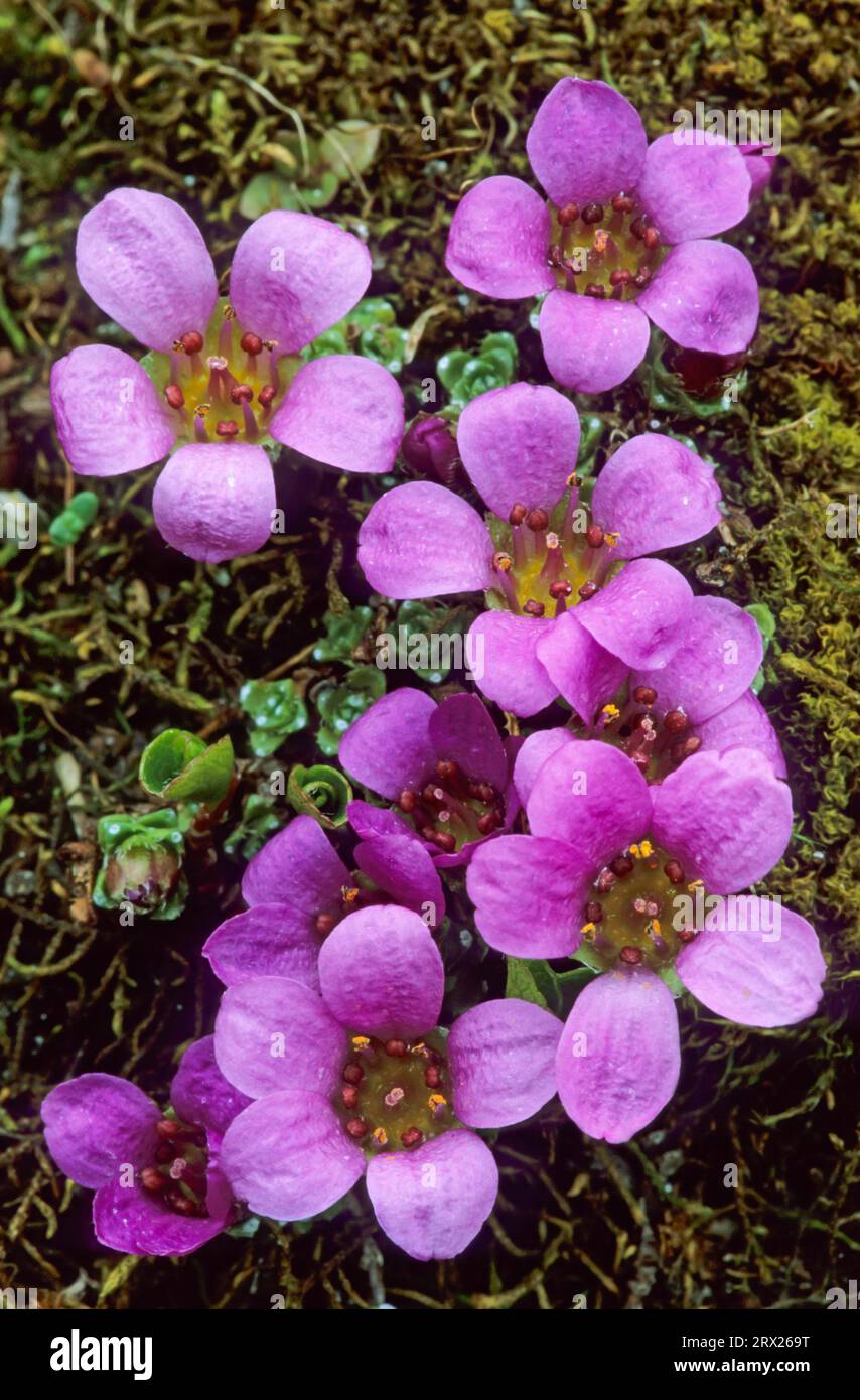 Purple saxifrage (Saxifraga oppositifolia) is one of the most northerly growing flowering plants in the world (Counter-leaved Saxifrage), Purple Stock Photo