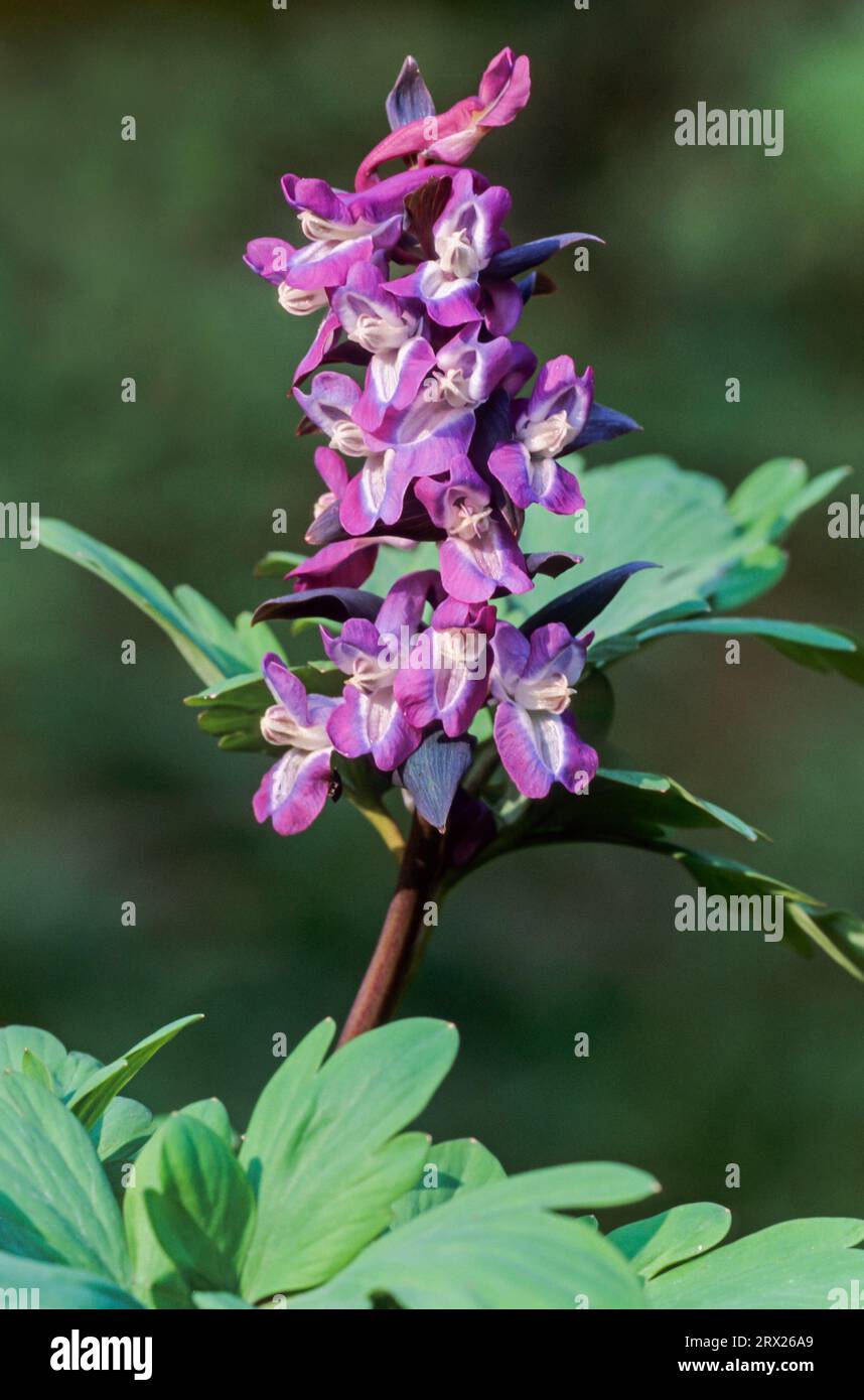 Hollow larkspur (Corydalis cava) all parts of the plant are poisonous