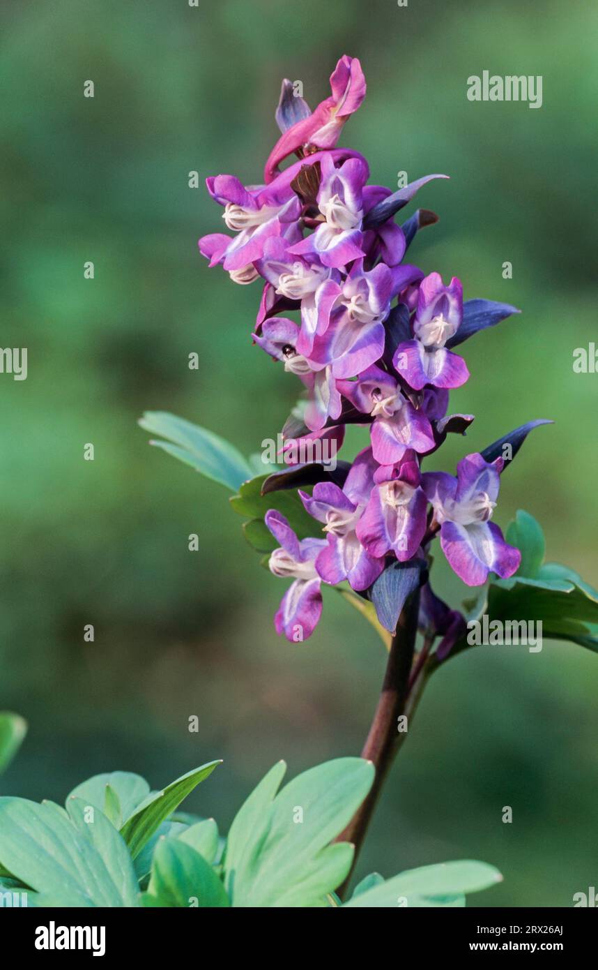 Hollow larkspur (Corydalis cava) all parts of the plant are poisonous