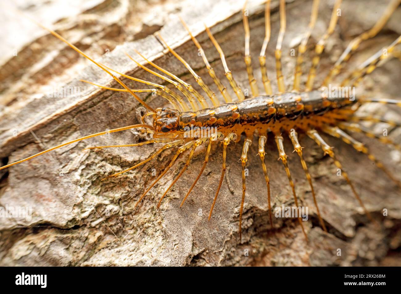 Common house centipede hi-res stock photography and images - Alamy