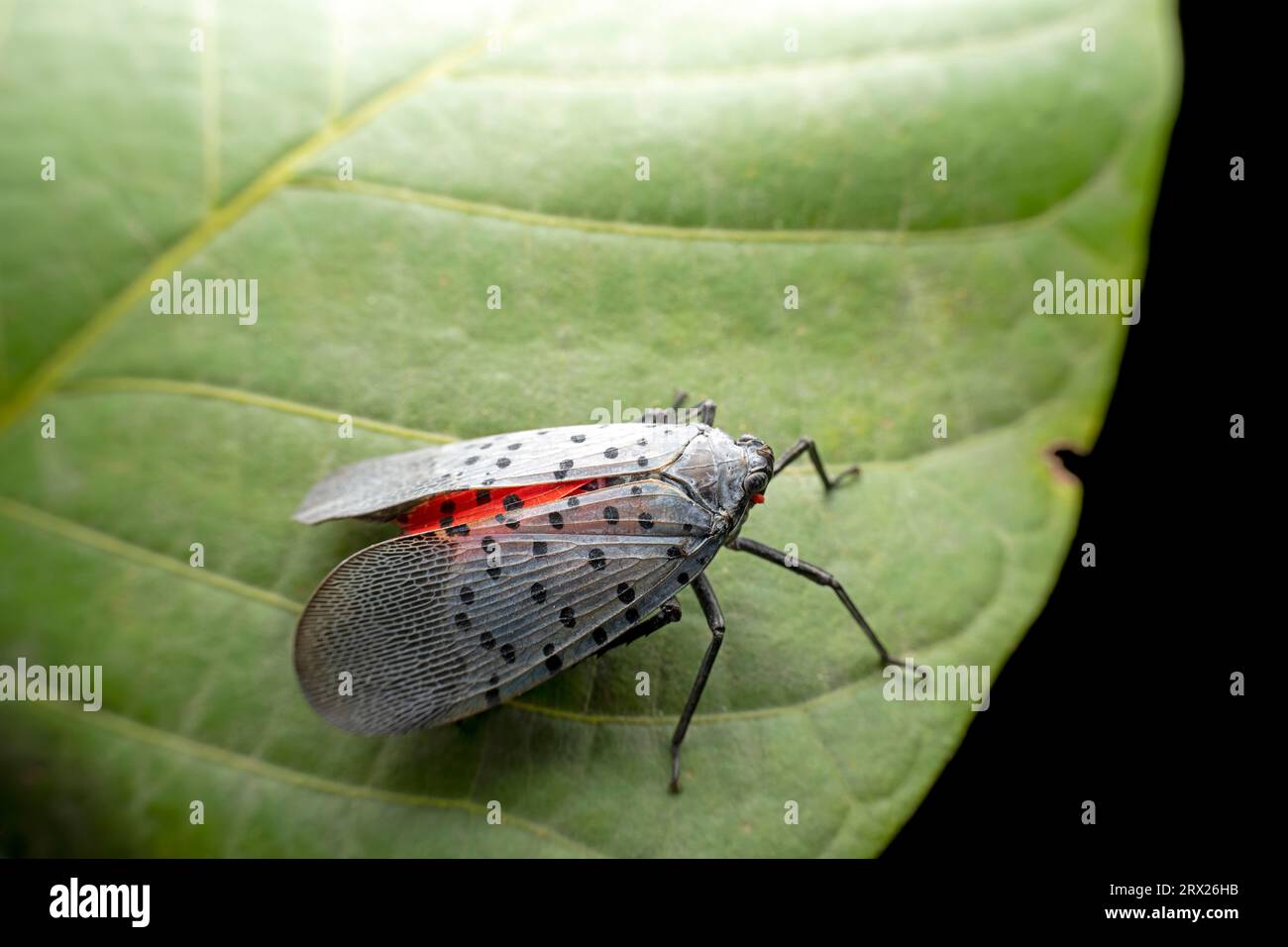 lycorma delicatula in the wild state Stock Photo