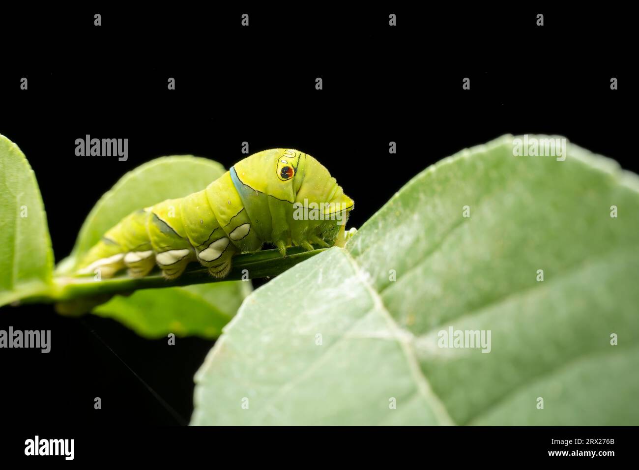 Papilio xuthus linnaeus hi-res stock photography and images - Alamy