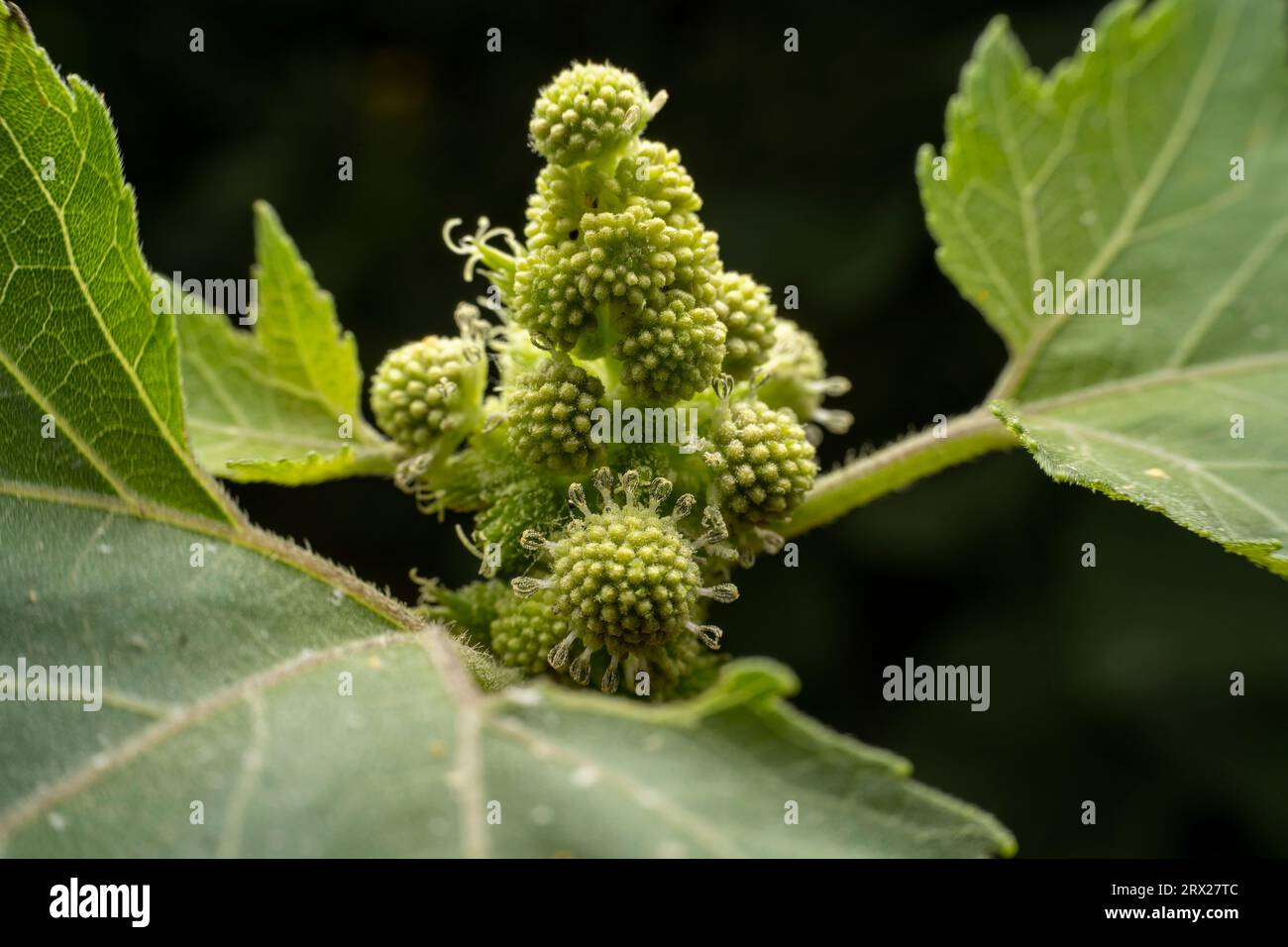 XanThium sibiricum in the wild state Stock Photo