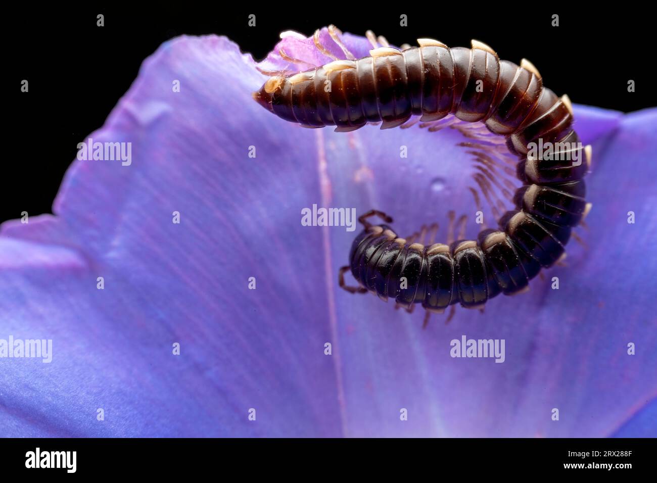 millipede in the wild state Stock Photo