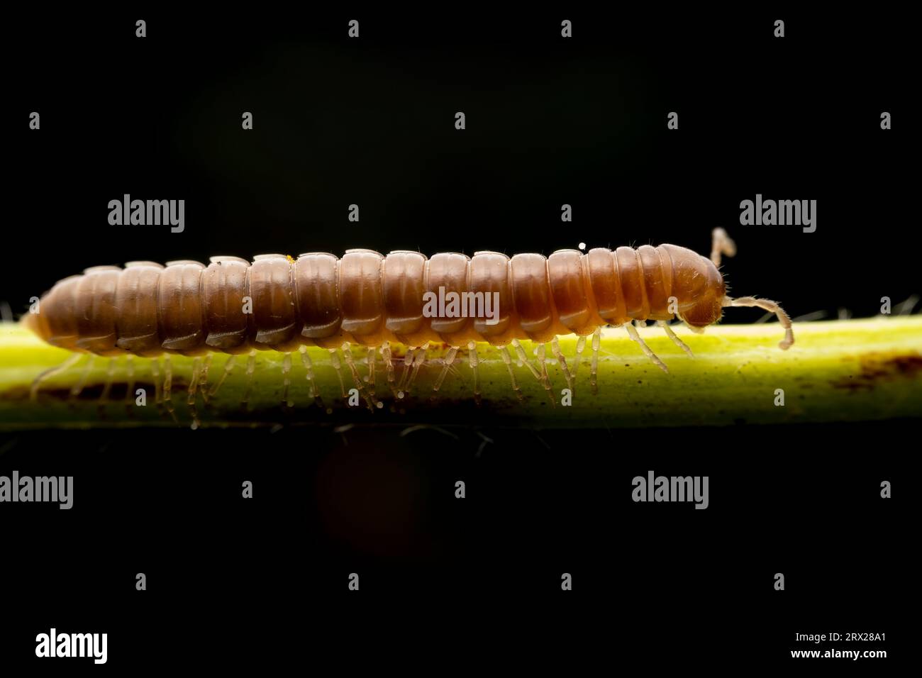 millipede in the wild state Stock Photo
