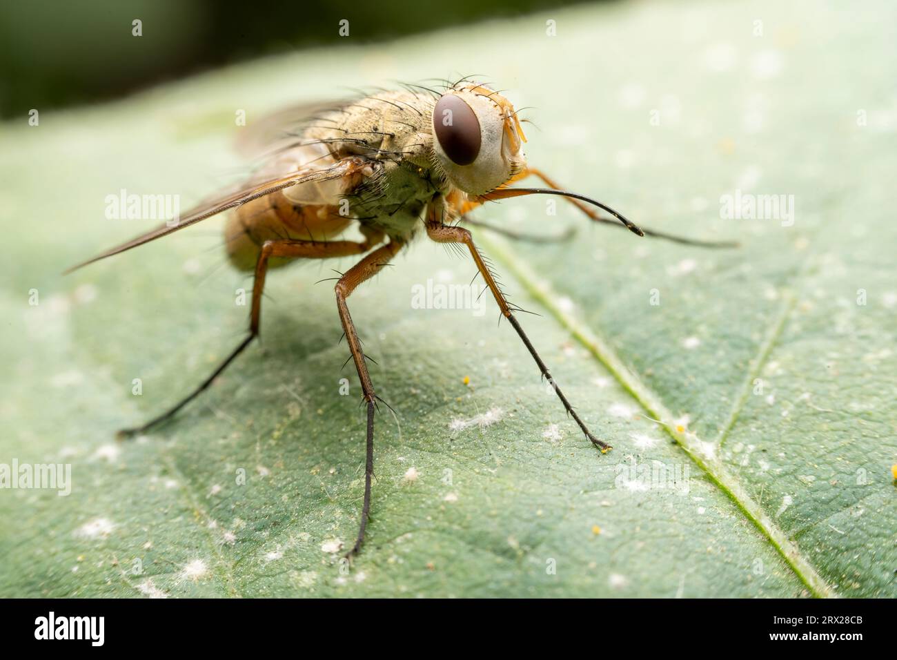 Tachinid in the wild state Stock Photo