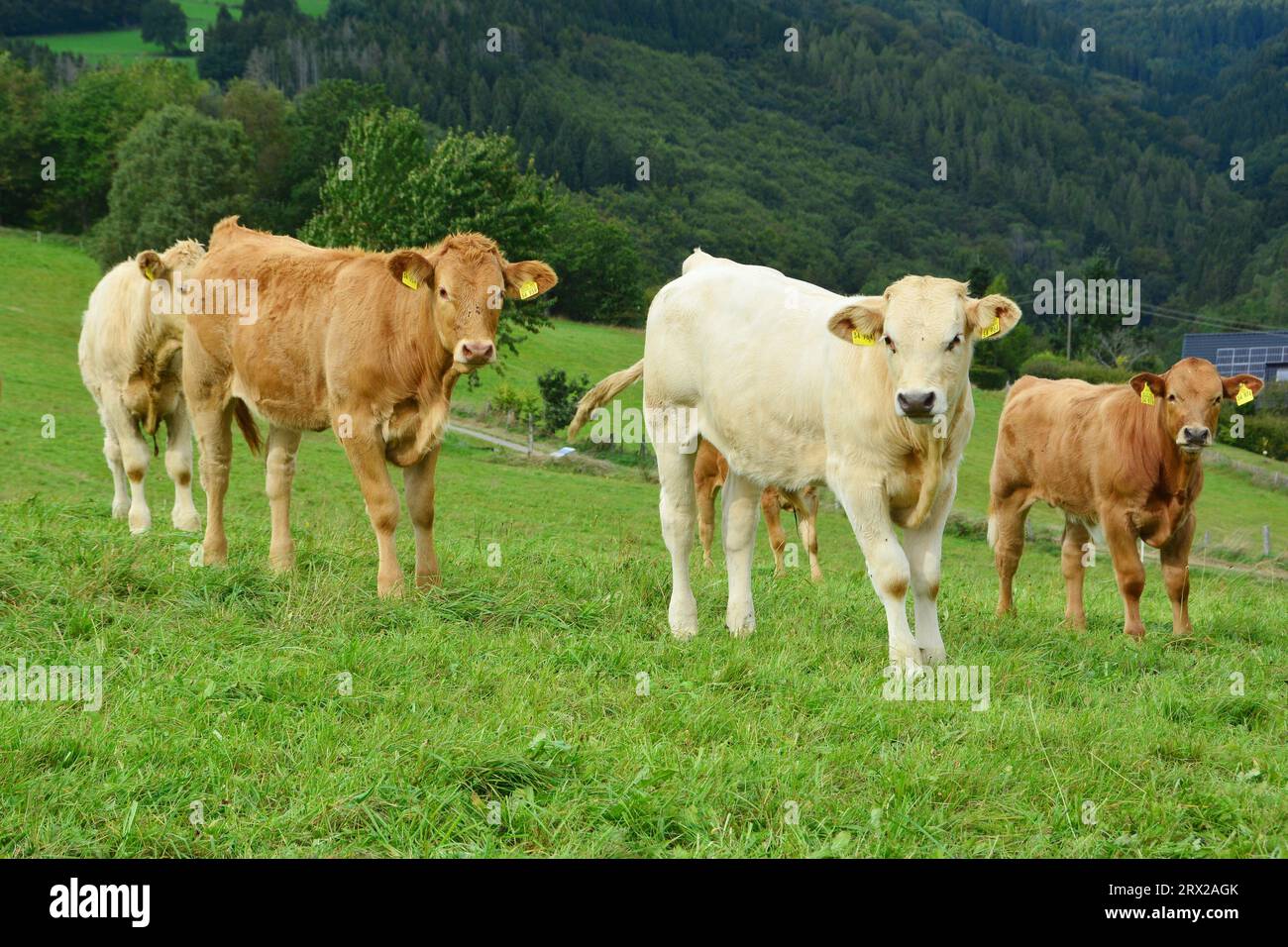 Cattle, cows, and calves and a beautiful life on a pasture Stock Photo ...