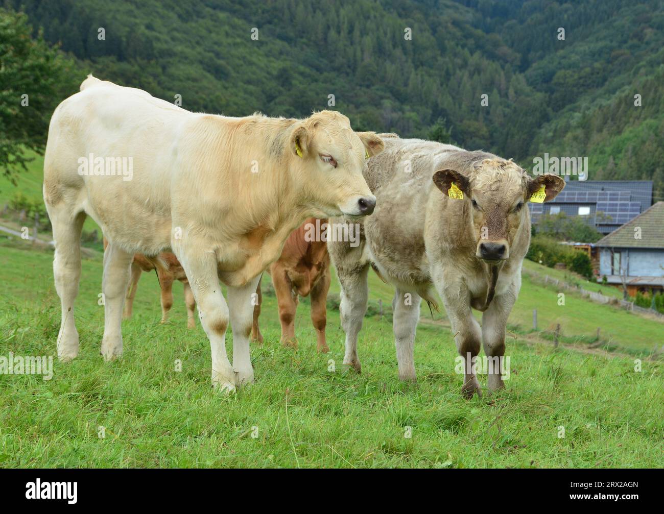 Cattle, cows, and calves and a beautiful life on a pasture Stock Photo ...