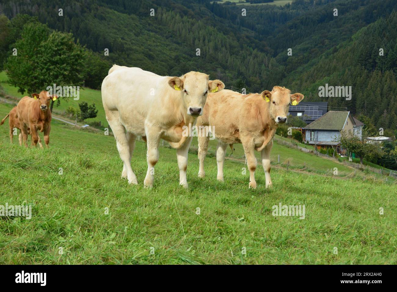 Cattle, cows, and calves and a beautiful life on a pasture Stock Photo ...